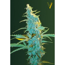Семена конопли Ultra Power Plant Феминизированные Victory seeds
